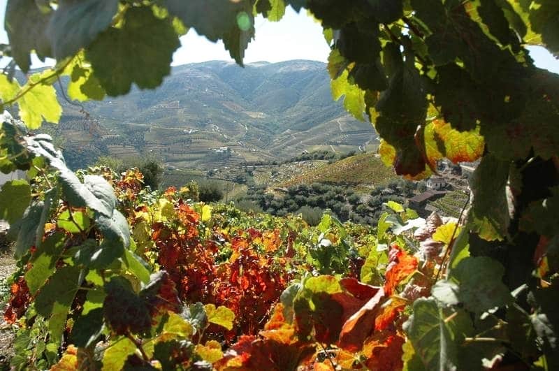 vinhos portugueses